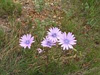 Chicoree sauvage (Cichorium intybus) (Aude) (2) (Photo F. Mrugala)